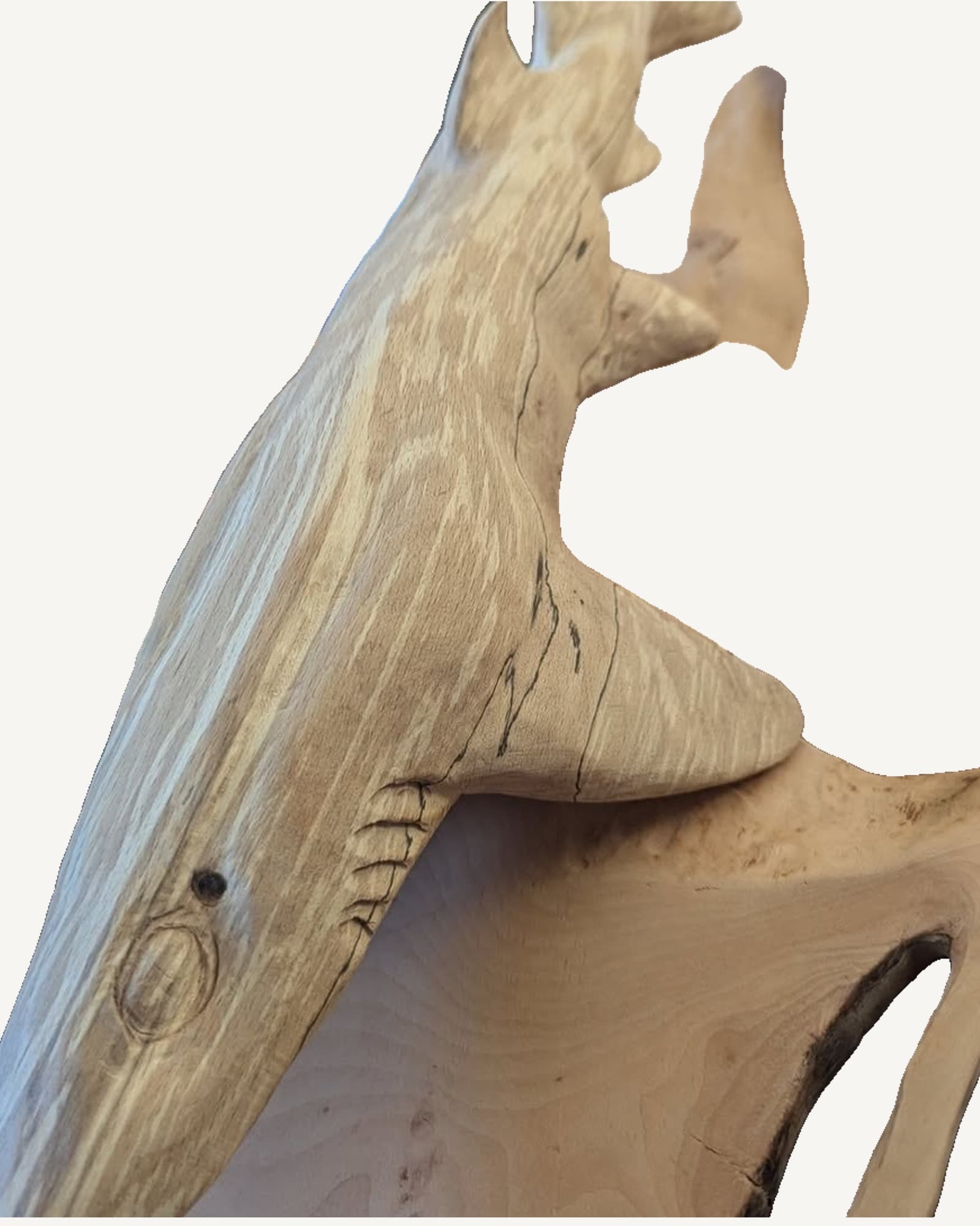 Dogfish carved along a length of spalted beech, gills and tail cut in and the spalting showing through