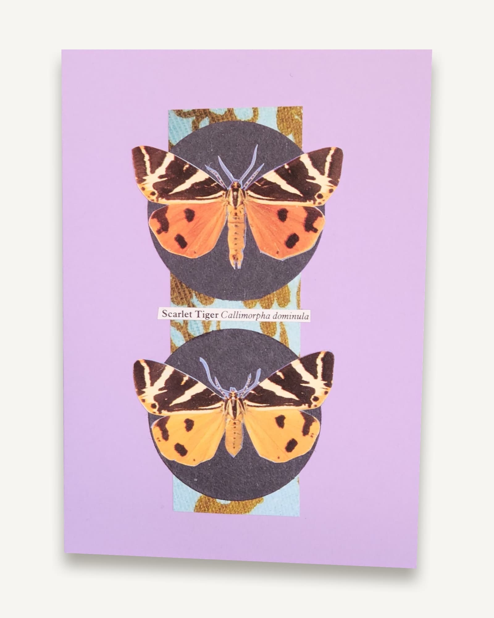 An original hand-cut collage of a male and female Scarlet Tiger, mounted on a pale purple A6 card with envelope.