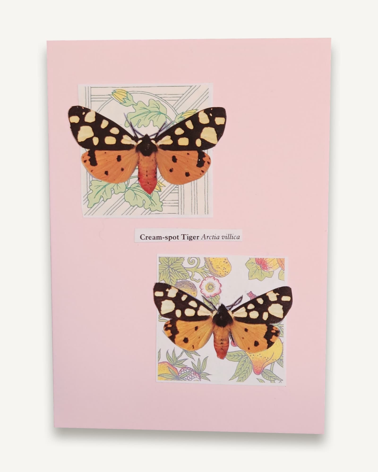 An original hand-cut collage of a male and female Cream-spot Tiger, mounted on a pale pink A6 card with envelope.