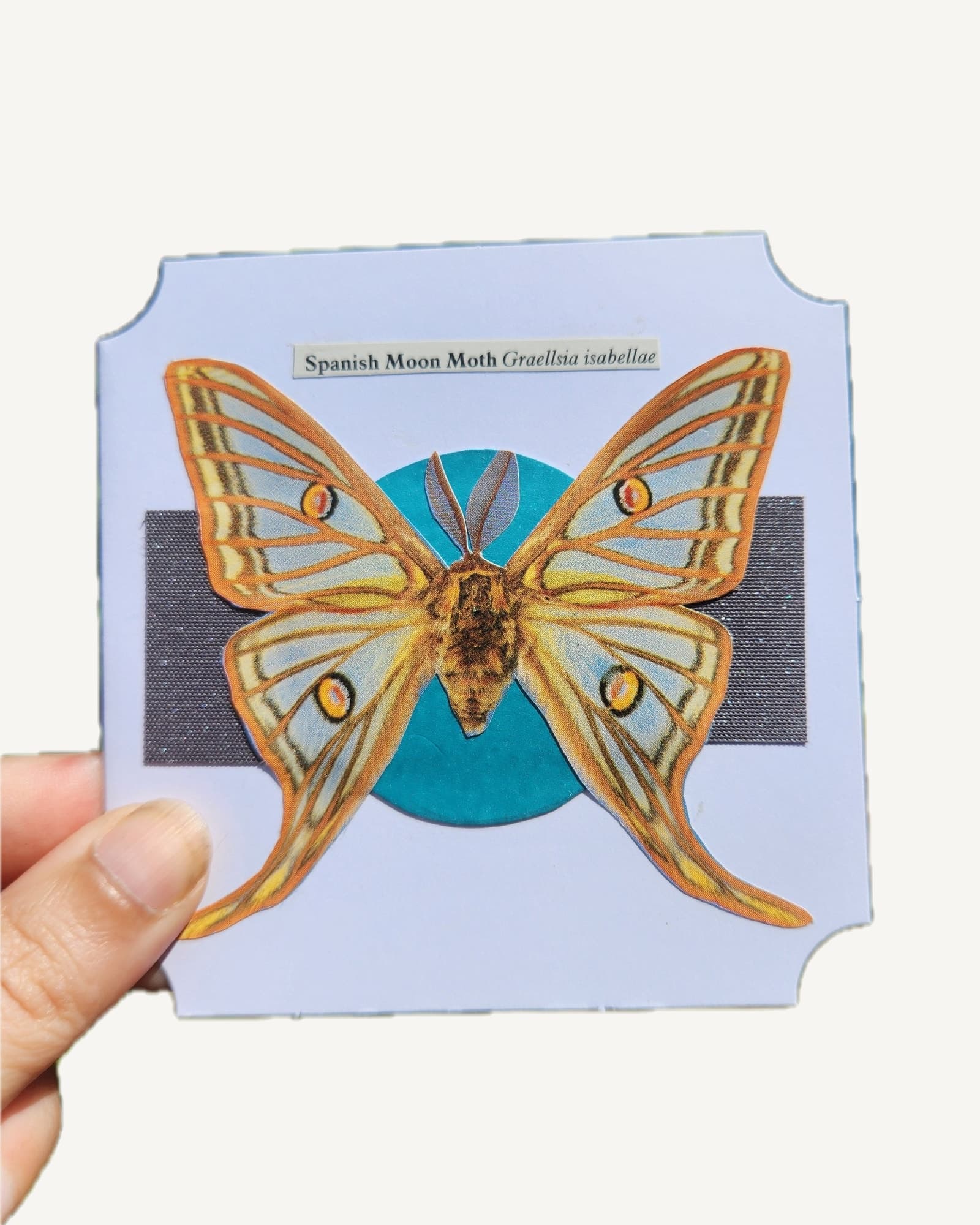 An original hand-cut collage of the long-tailed Spanish Moon Moth on a square card, made individually from thrifted paper.