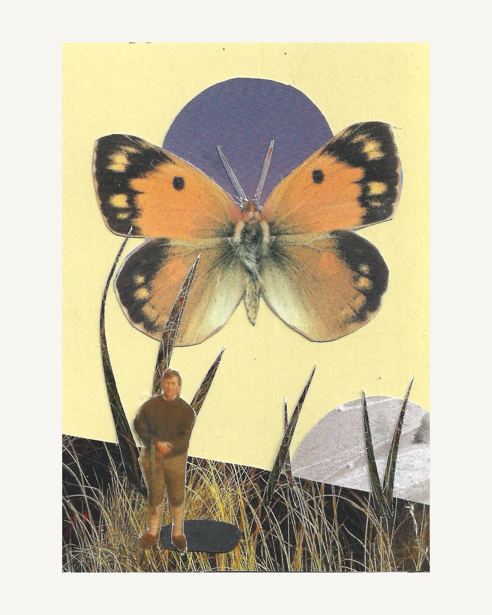 A clouded yellow butterfly spread above a small figure in marram grass, on a violet disc and pale yellow card.