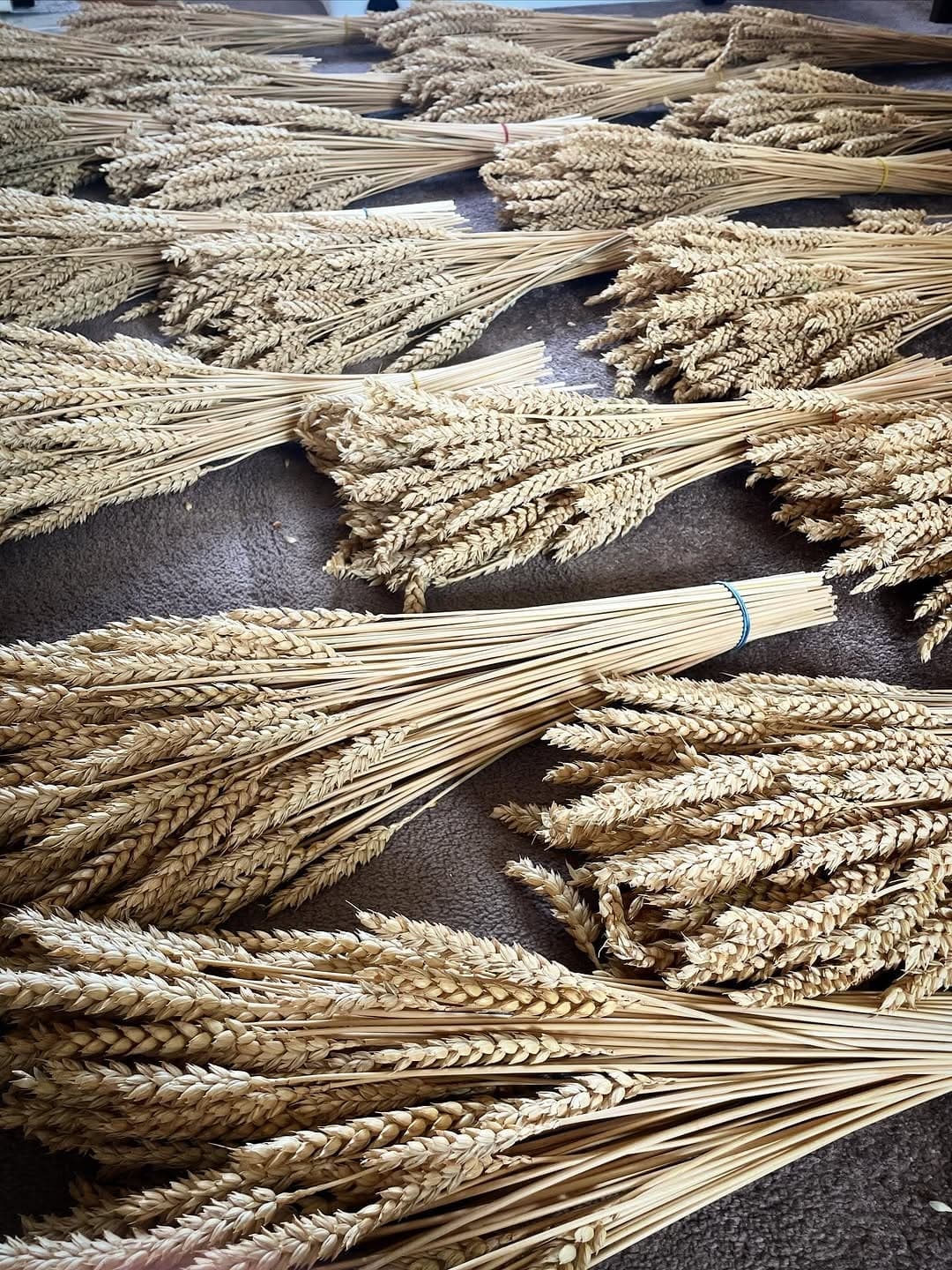 Bundles of Maris Widgeon wheat laid out in the workroom before grading