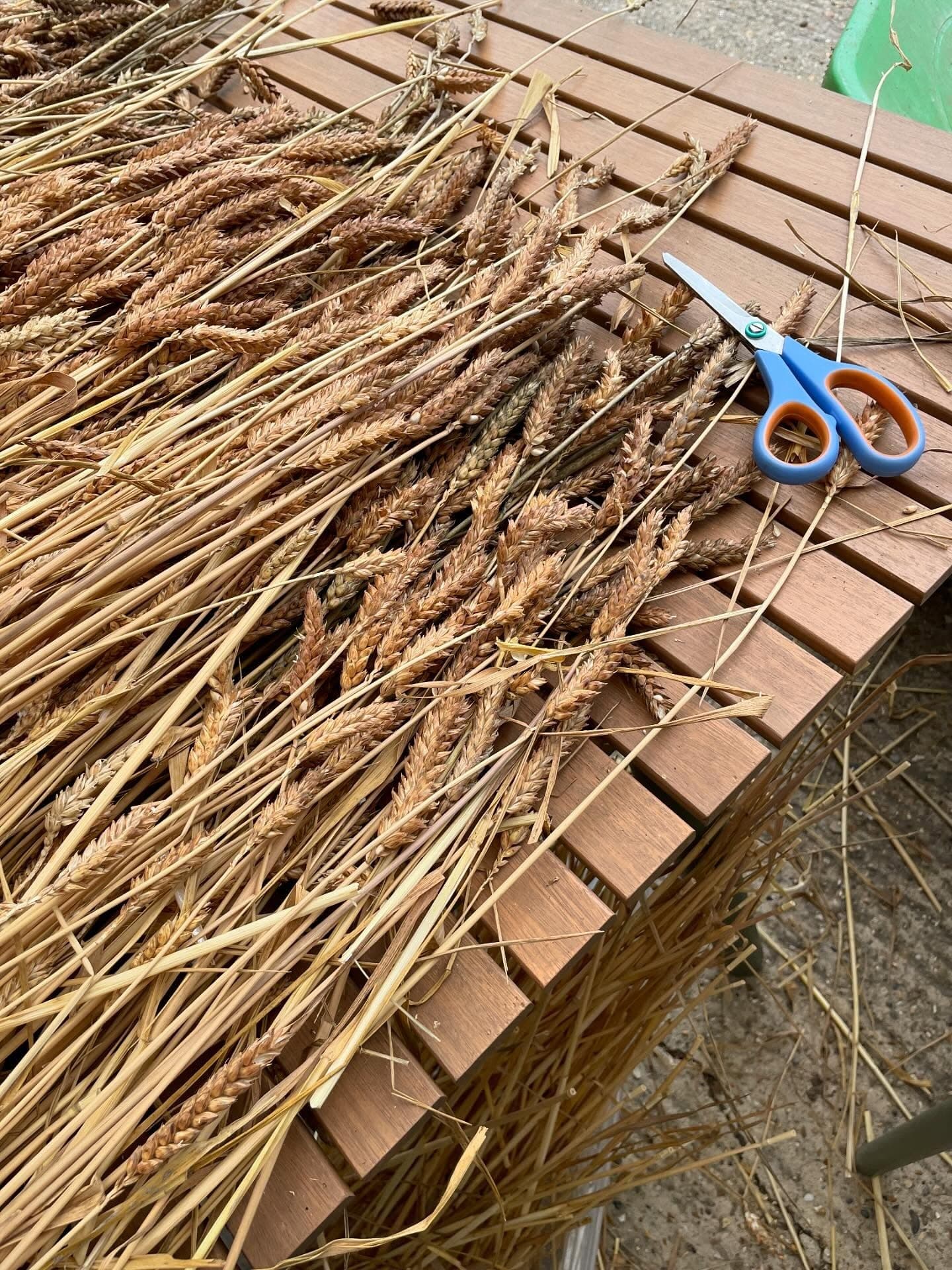 Squareheads Master wheat straw spread on a table with scissors, being sorted and stripped