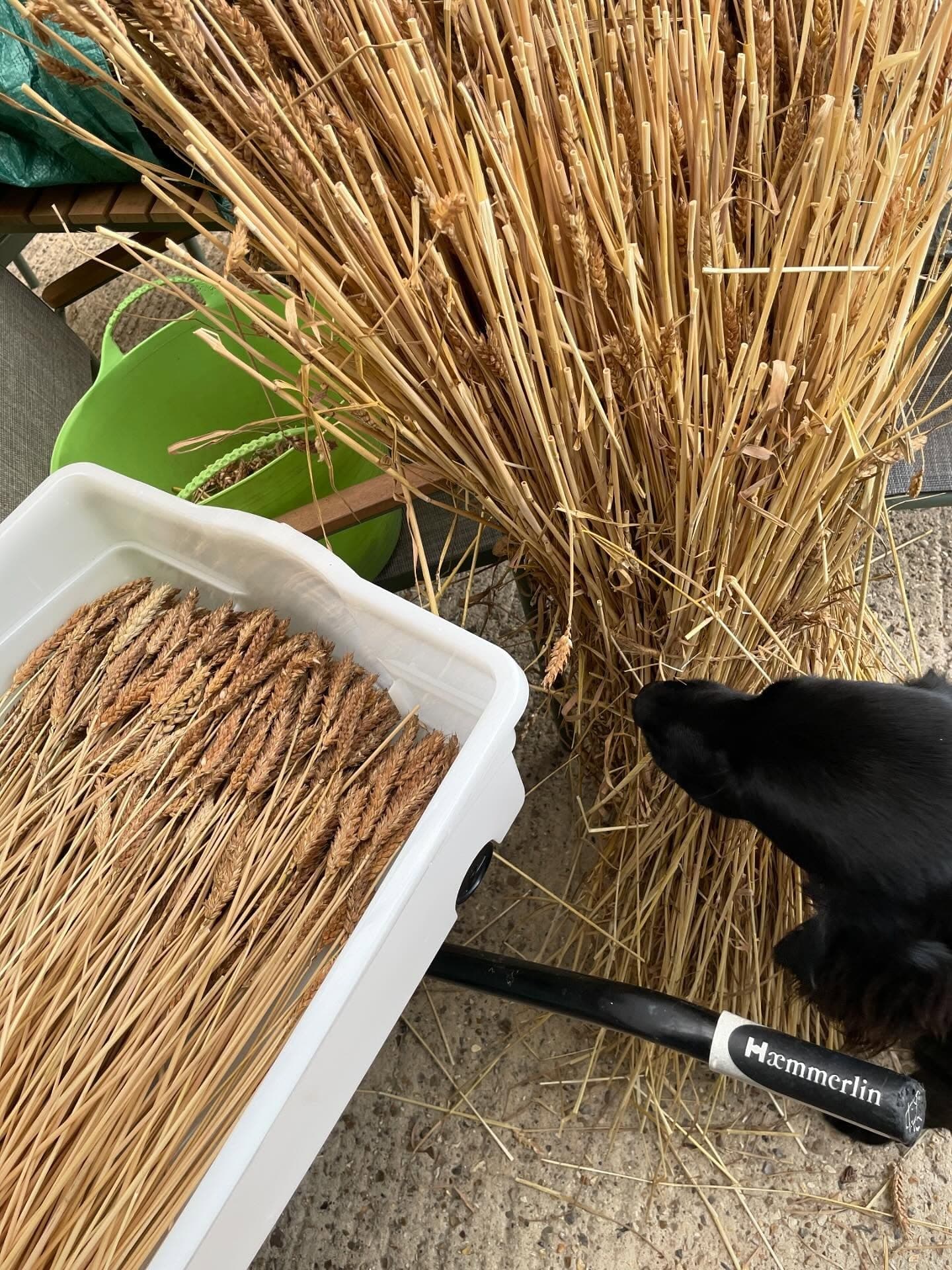 A black dog sniffs a wheat sheaf beside a tray of cut wheat ears being prepared for straw work