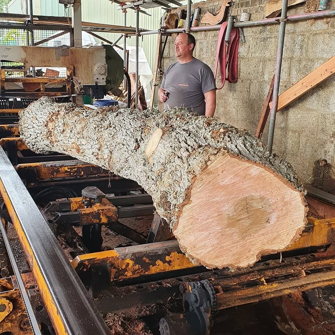 A large bark-covered trunk lying on a sawmill bed with the sawyer standing behind it.