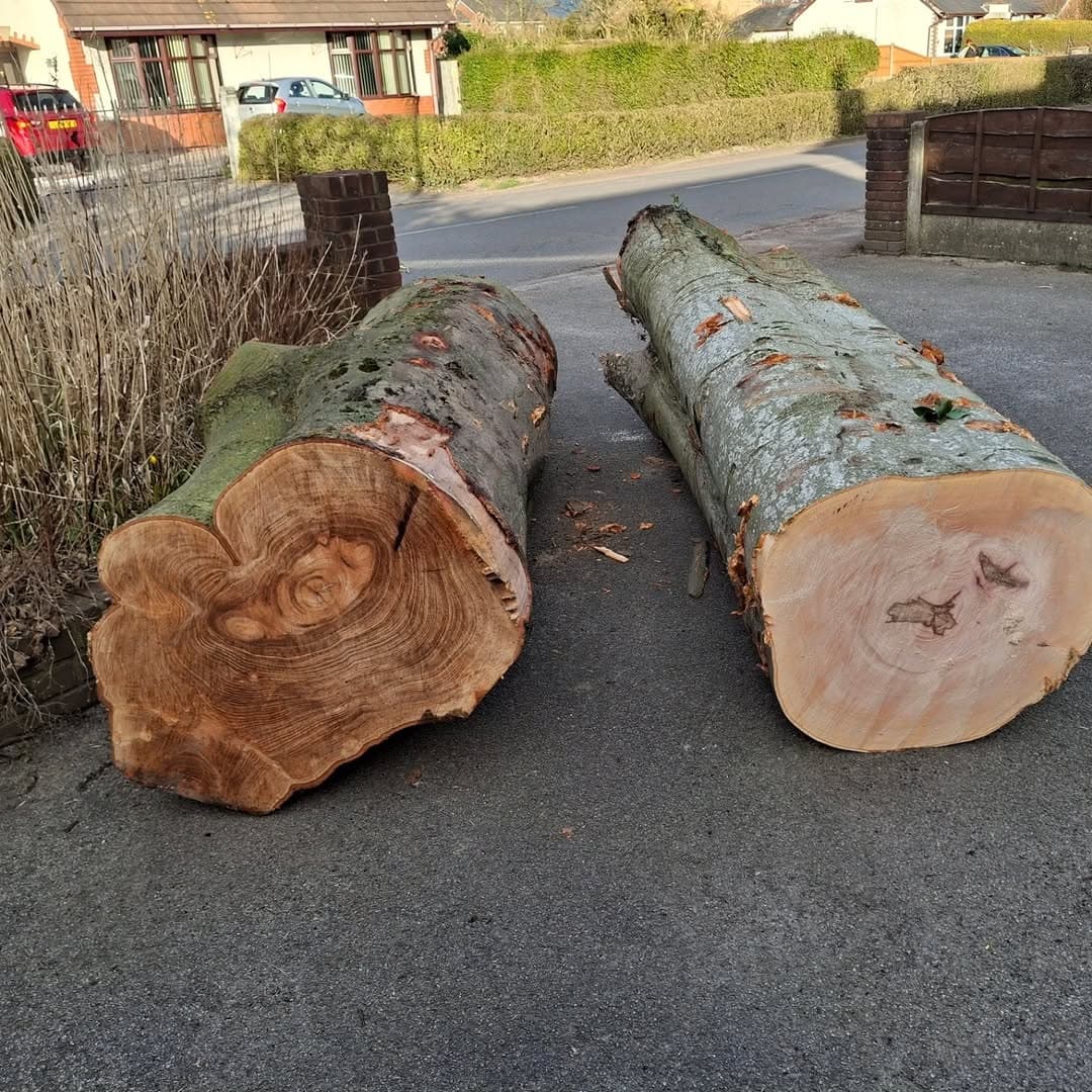 Two freshly felled logs with exposed end grain showing annual rings, moss-covered bark, and rust-coloured patches