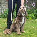 Load image into Gallery viewer, Handmade flax rope dog leash (made to order)
