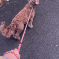 Load and play video in Gallery viewer, Handmade rainbow rope dog leash (made to order)
